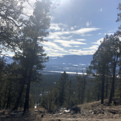 The sun shines through the trees in the mountains in Invermere BC