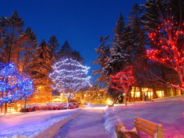 Snowy path lit with trees decorated with holiday lights