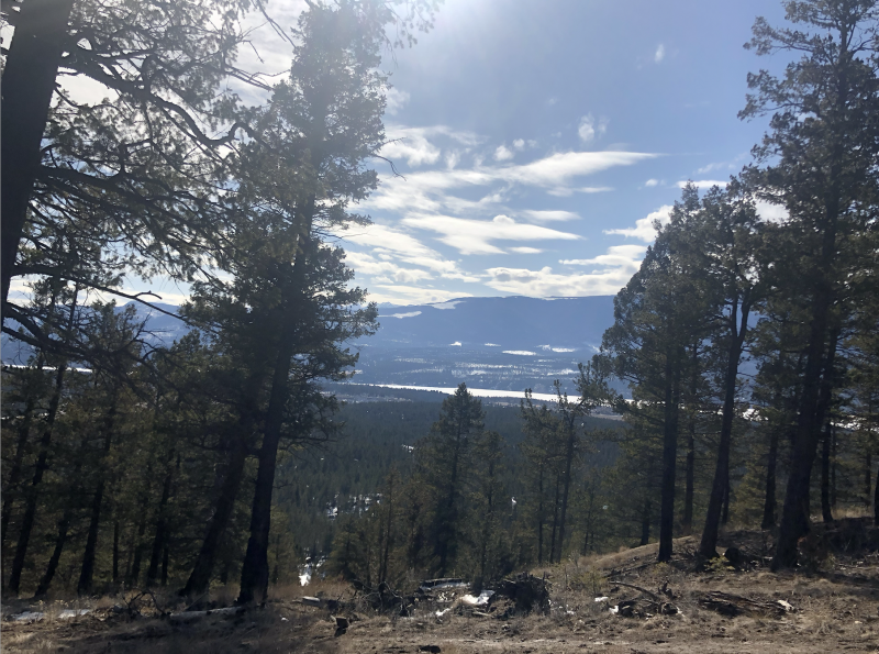 The sun shines through the trees in the mountains in Invermere BC