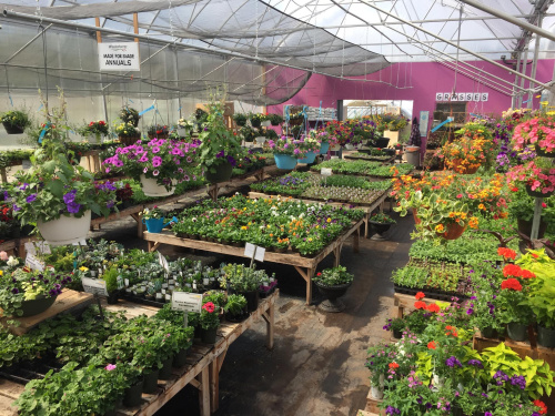Winderberry greenhouse 10