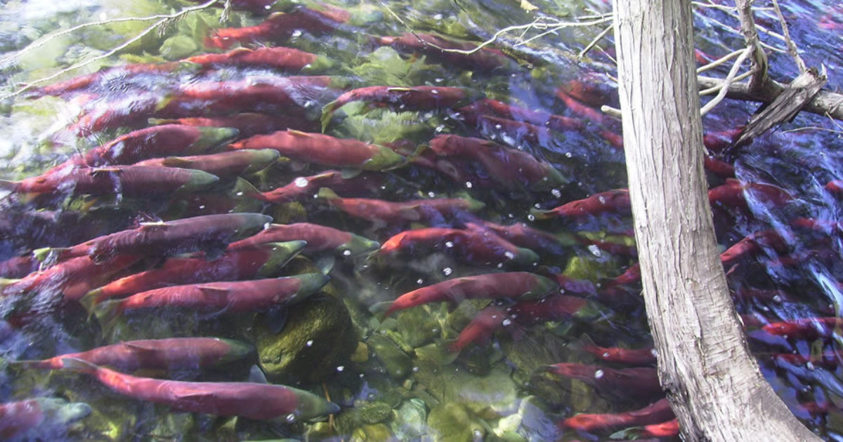 Salmon Run Fairmont Creek Vacation Rentals