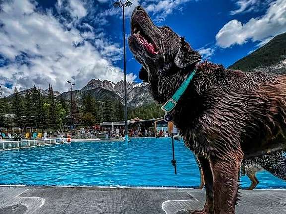 2026 Pooch Plunge