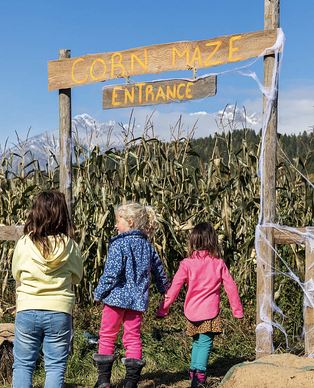 Family walks into a corn maze on a sunny day